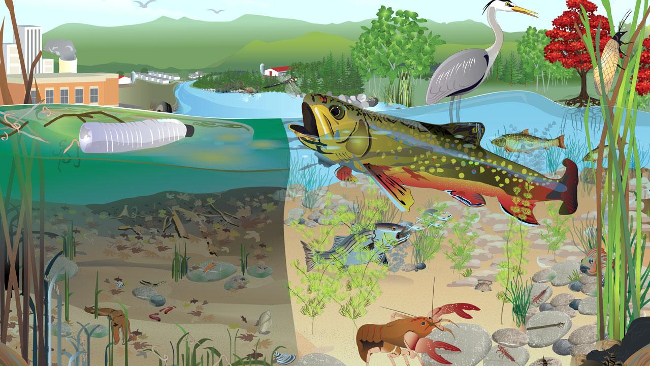Original graphic developed by Tetra Tech that depicts a healthy and unhealthy freshwater stream in the upper reaches of the Chesapeake Bay watershed