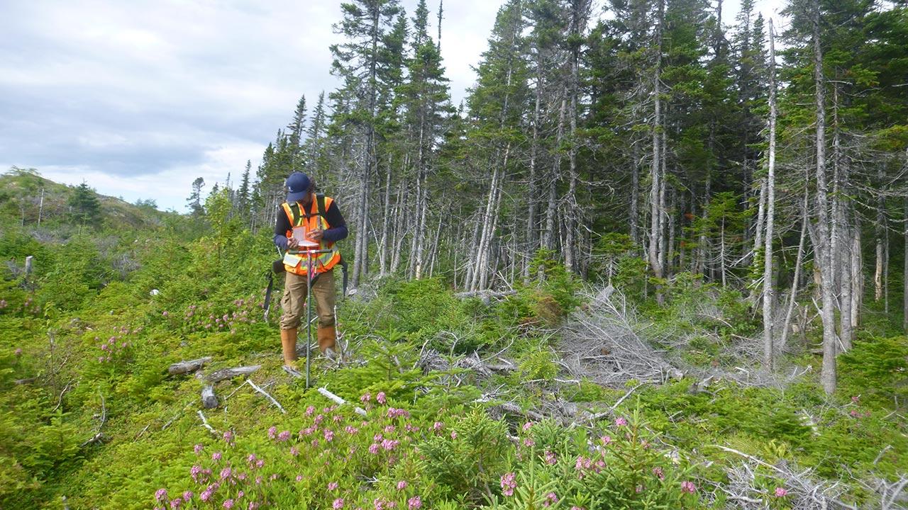 A Tetra Tech employee wearing PPE is standing near a forest and collecting data from a site investigation
